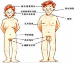 <b>儿童性早熟有哪些症状表现？</b>